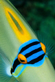 Picasso Triggerfish 